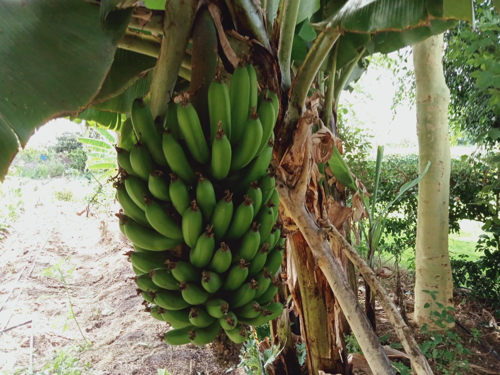 Bunch of organic bananas ripening on the tree at Tumaini Gardens Resort