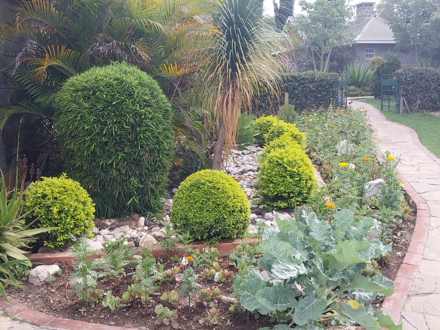 Tumaini Gardens organic farm beds with cabbages, herbs and shrubs