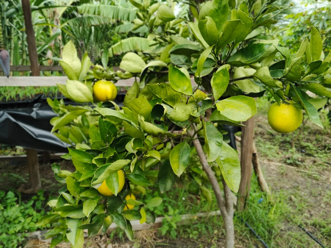 Organic oranges growing on a tree in Tumaini Gardens Resort orchard